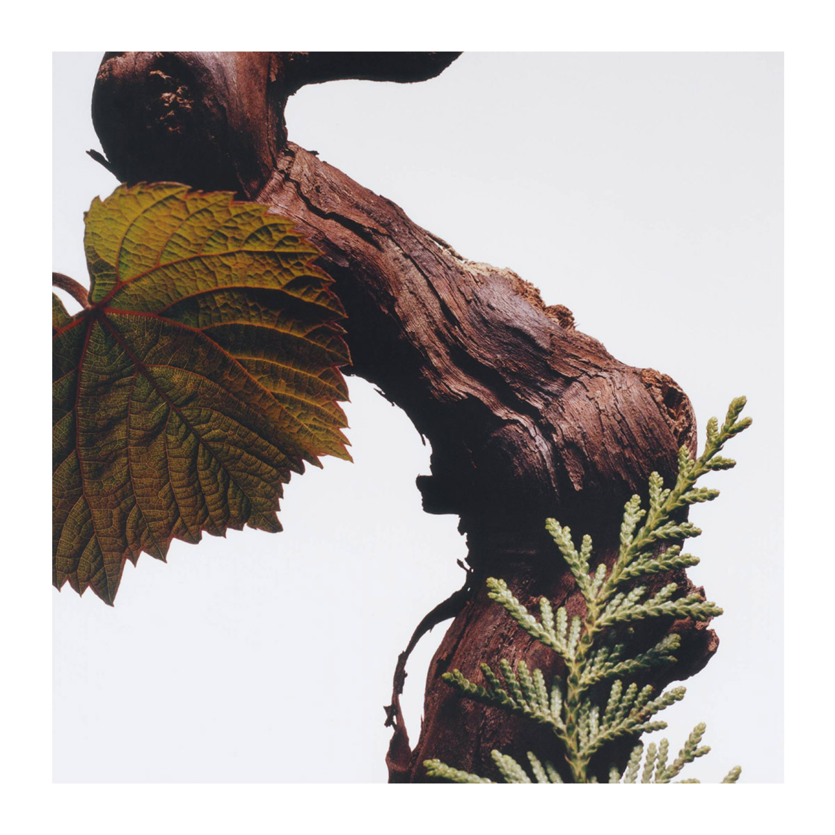香水(ユニセックス) JO MALONE CYPRESS & GRAPEVINE 50ml Cypress & Grapevine Cologne Intense | Jo Malone London