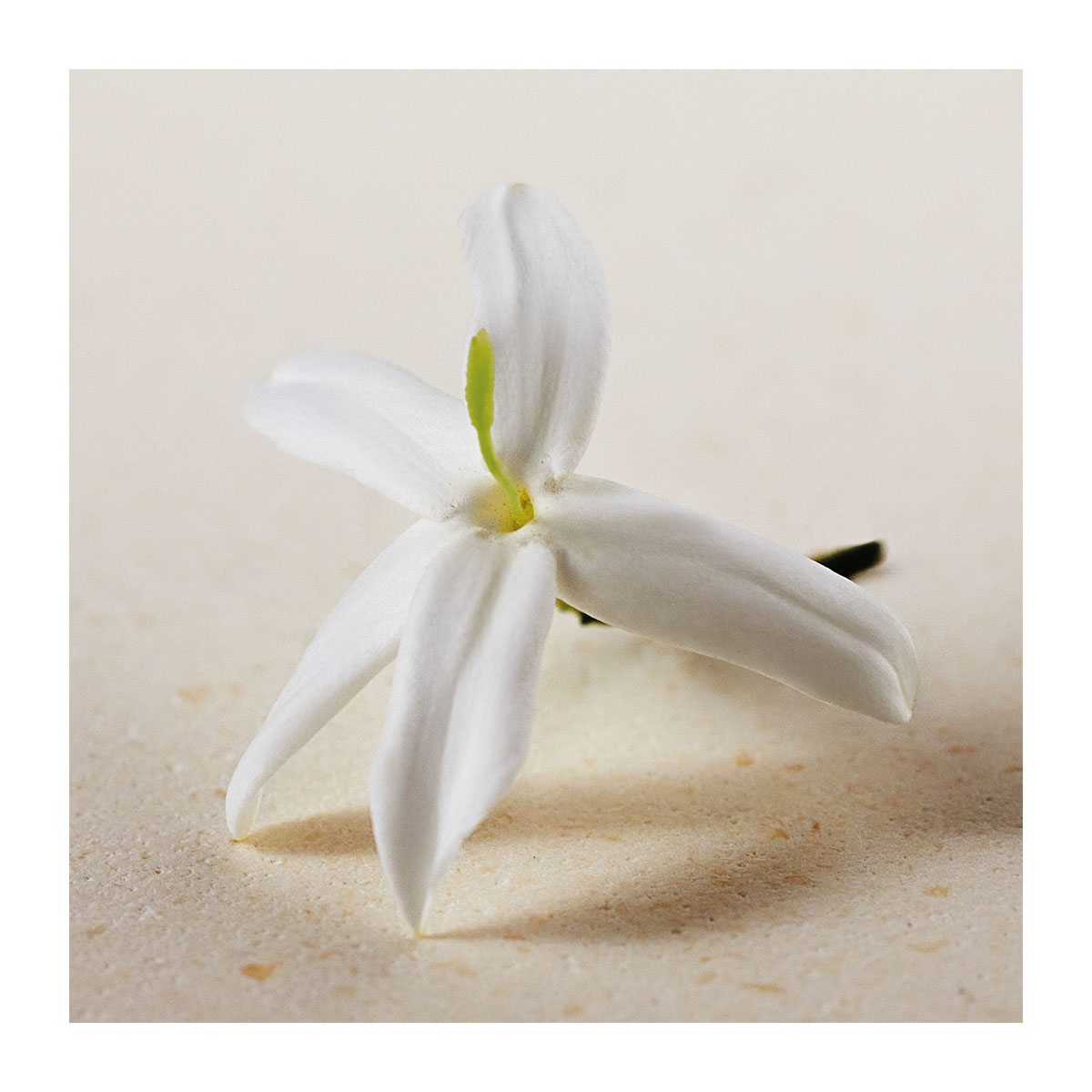 CHLOÉ Atelier Des Fleurs Jasminum Sambac Eau De Parfum | Hondos Center