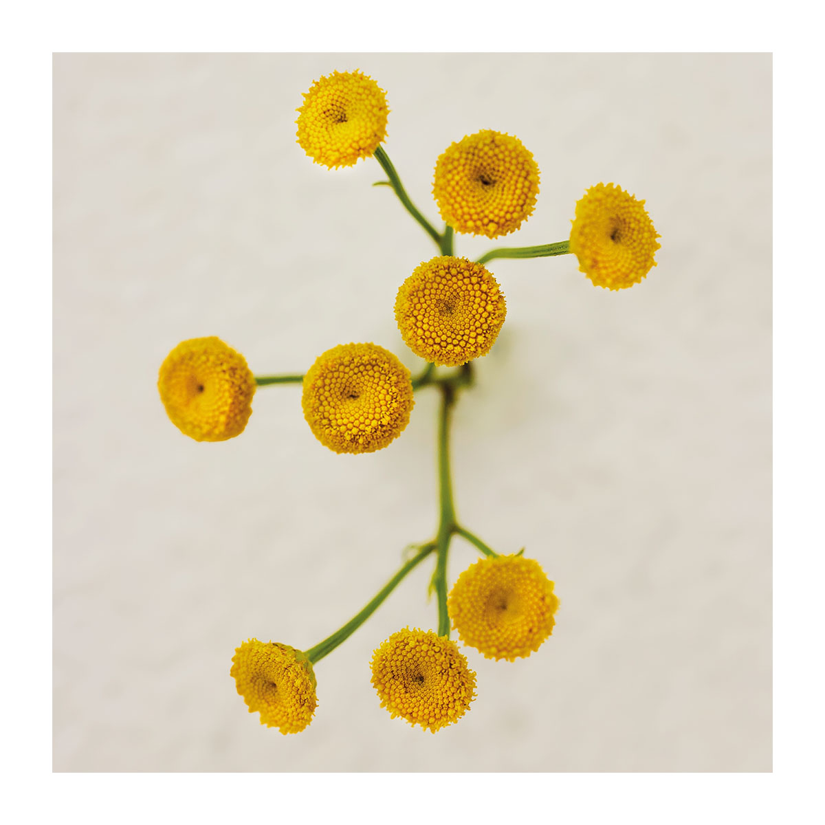 CHLOÉ Atelier Des Fleurs Immortelle Eau De Parfum | Hondos Center