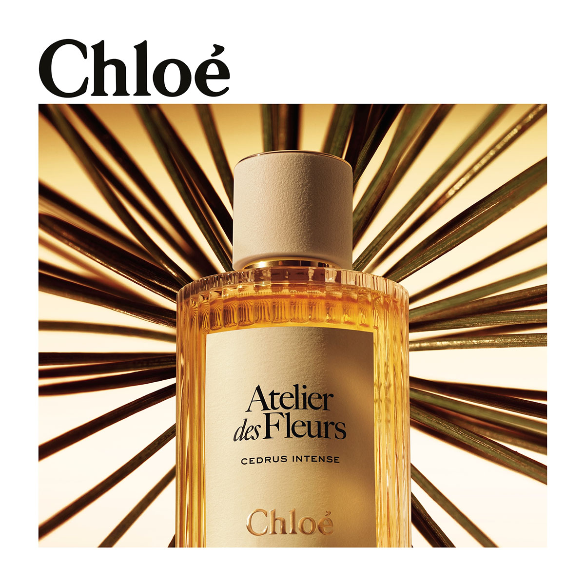 CHLOÉ Atelier Des Fleurs Cedrus Intense Eau De Parfum For Women
